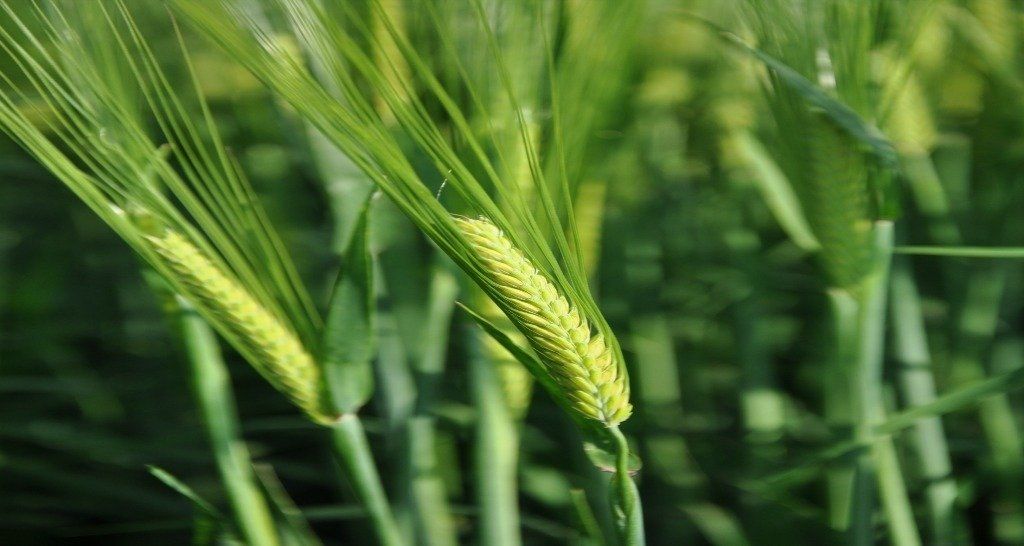 a close up of a green wheat plant