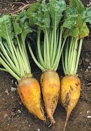 three yellow beets with green leaves are sitting on the ground .