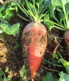 a red radish is growing in the dirt in a garden .