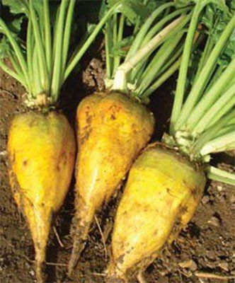 three yellow beets are growing in the dirt .