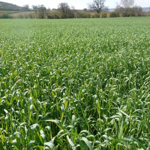 a field of tall green grass with trees in the background .