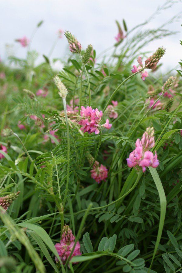 a field of pink flowers with green leaves