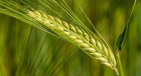 a close up of a green wheat ear in a field .