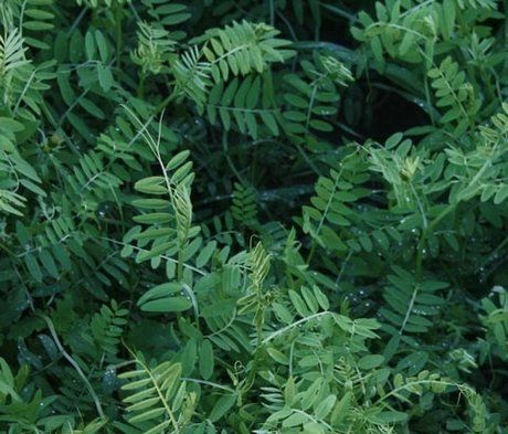 a close up of a bunch of green plants with water drops on them .