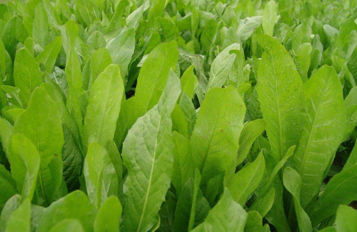 a bunch of green leaves are growing in a field