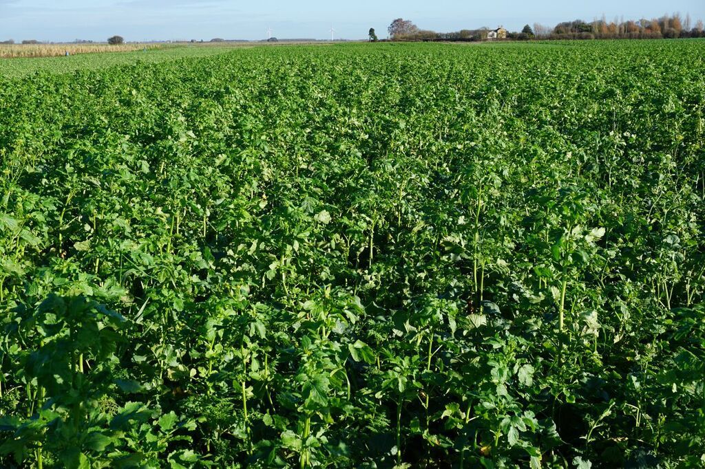 a field of green plants with a house in the background