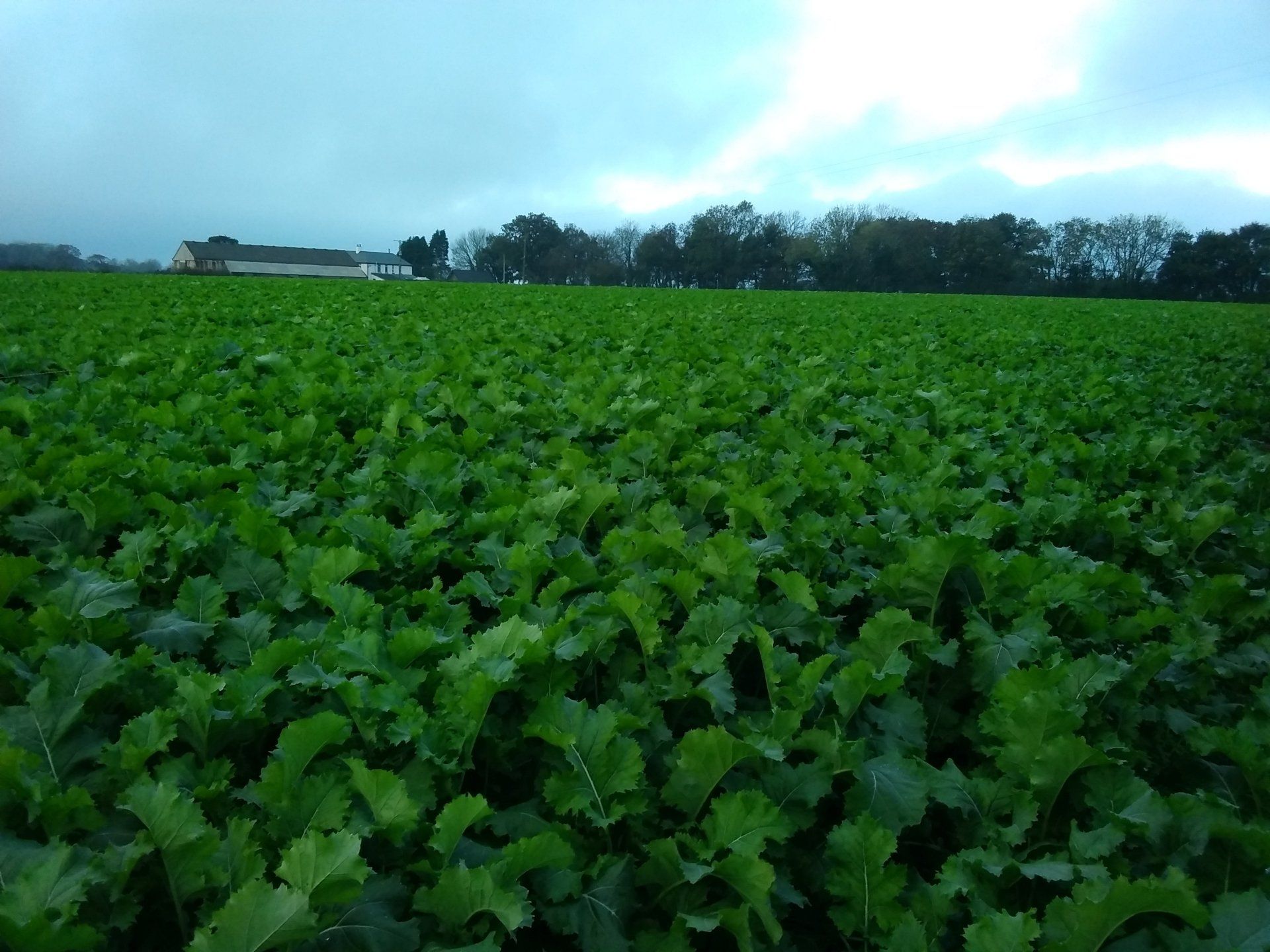 a large green field with a barn in the background