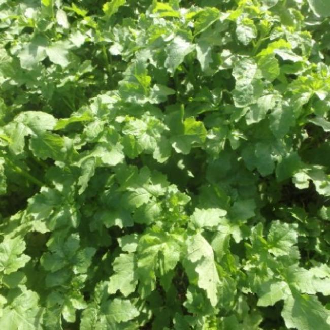 a bunch of green leaves are growing in a field