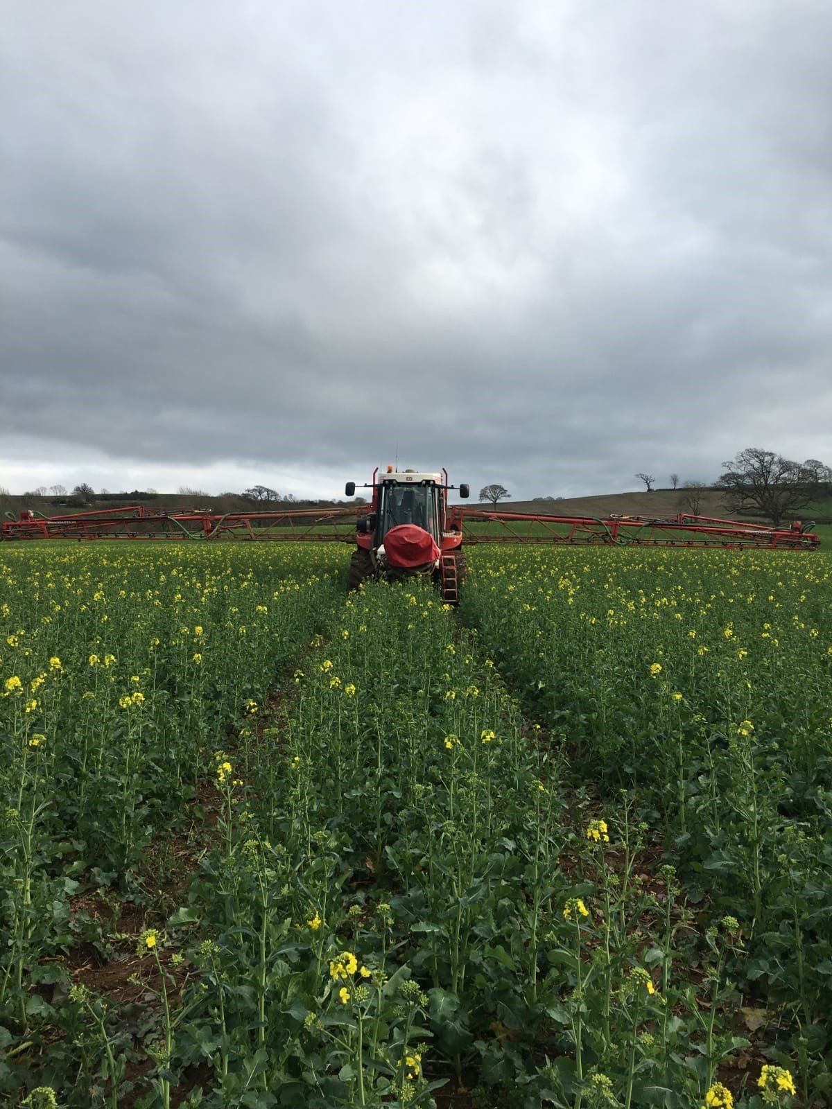 a red tractor is spraying a field of yellow flowers