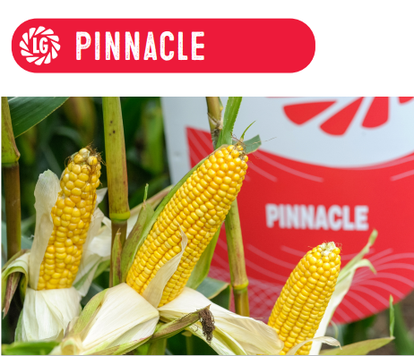 corn on the cob with a pinnacle sign in the background