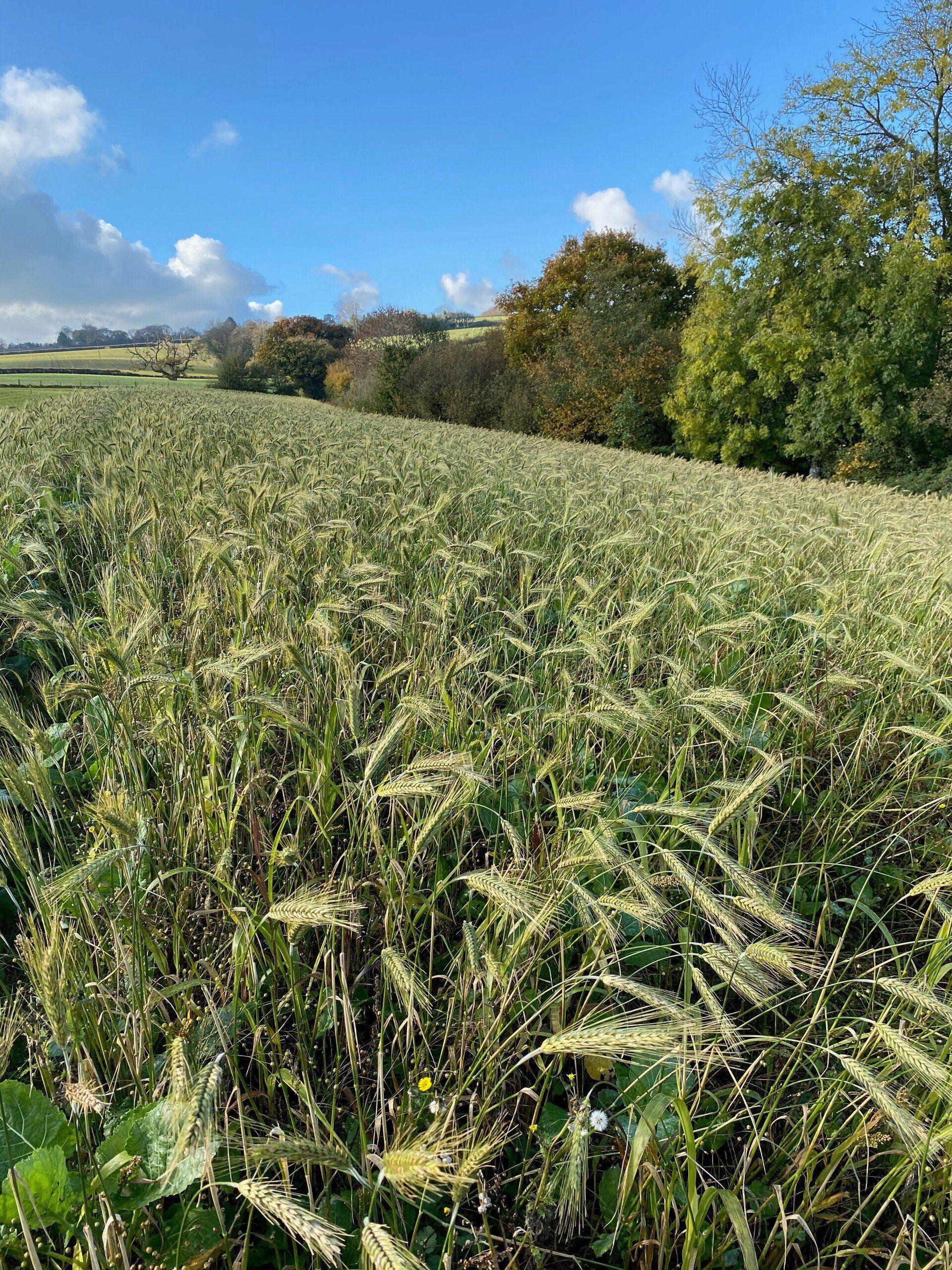 a field of wheat with trees in the background