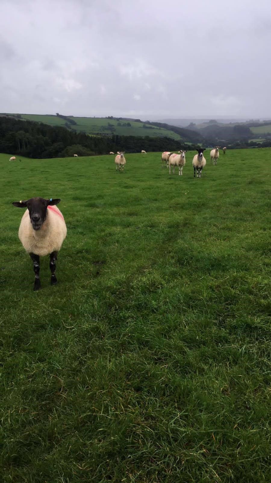 a herd of sheep standing in a grassy field