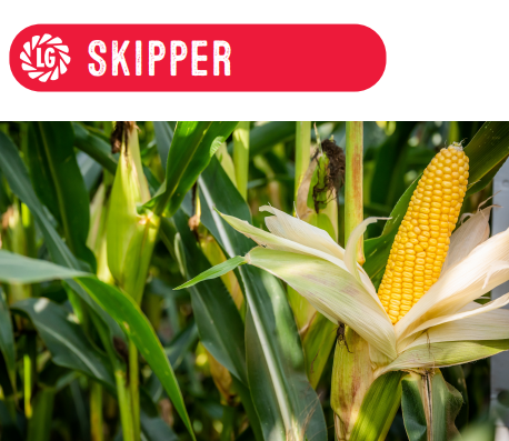 a close up of corn on the cob with a skipper logo in the background