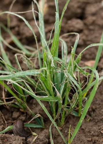 a close up of a green plant growing out of the ground .