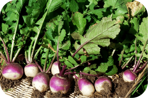 a bunch of radishes with purple stems and green leaves