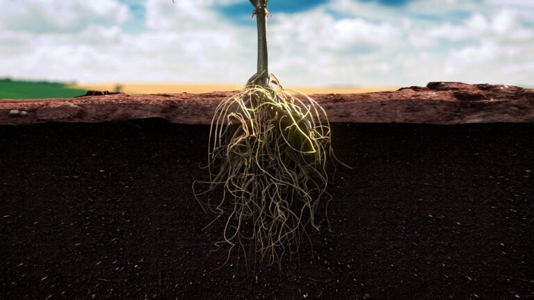 the roots of a plant growing out of the ground