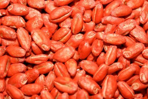 a close up of a pile of red wheat grains .