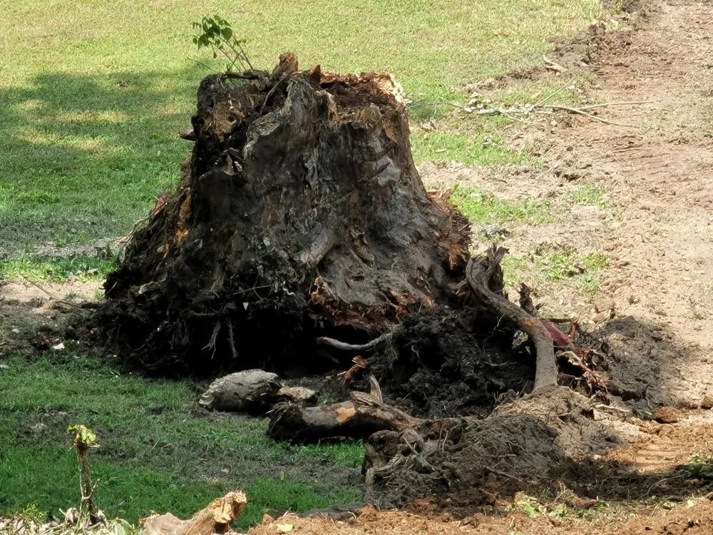 Uprooted tree stump on grass, surrounded by dirt and roots. Small new plant growing on top.