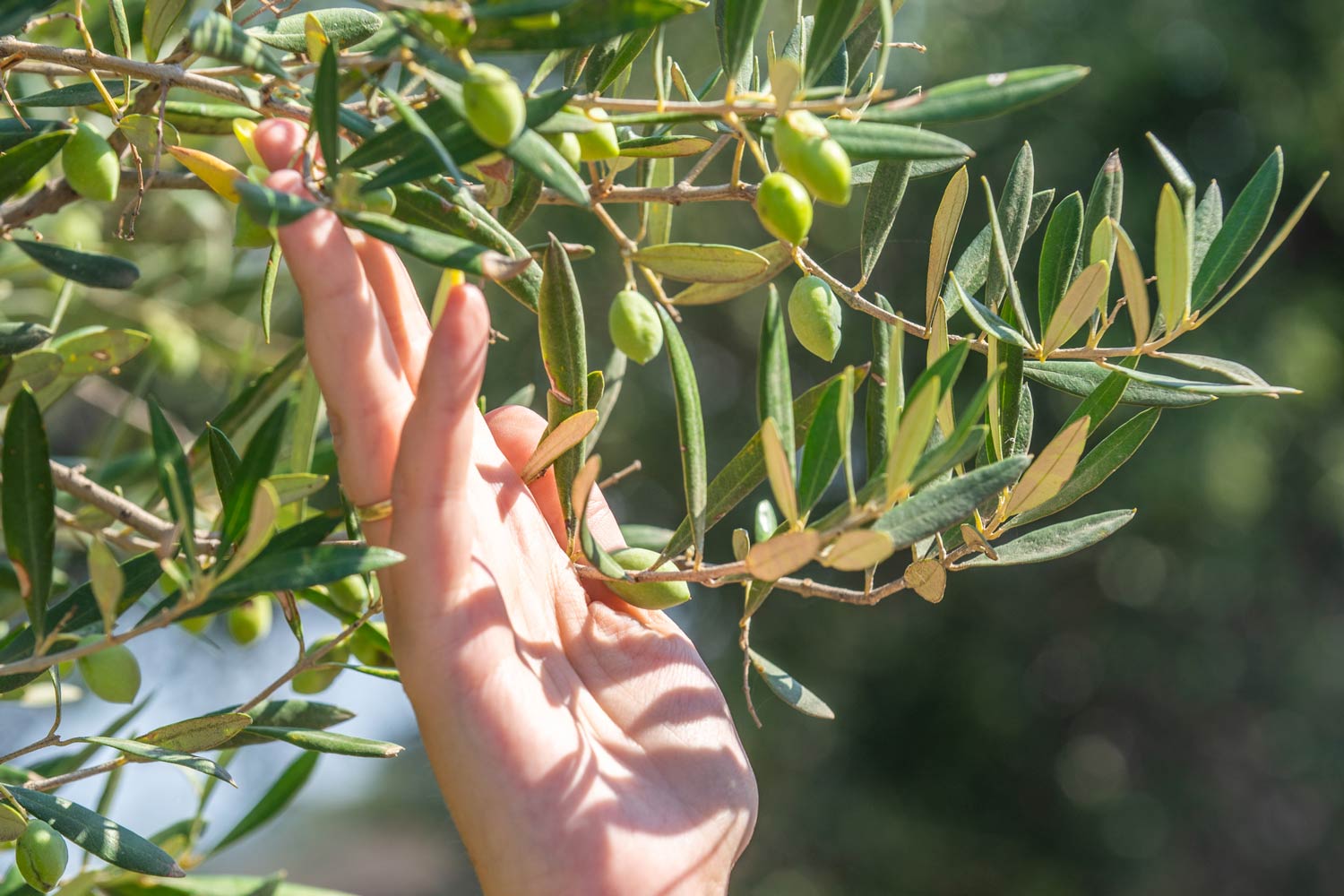 Woman Checking a Tree — Escondido, CA — Leonardo's Landscaping