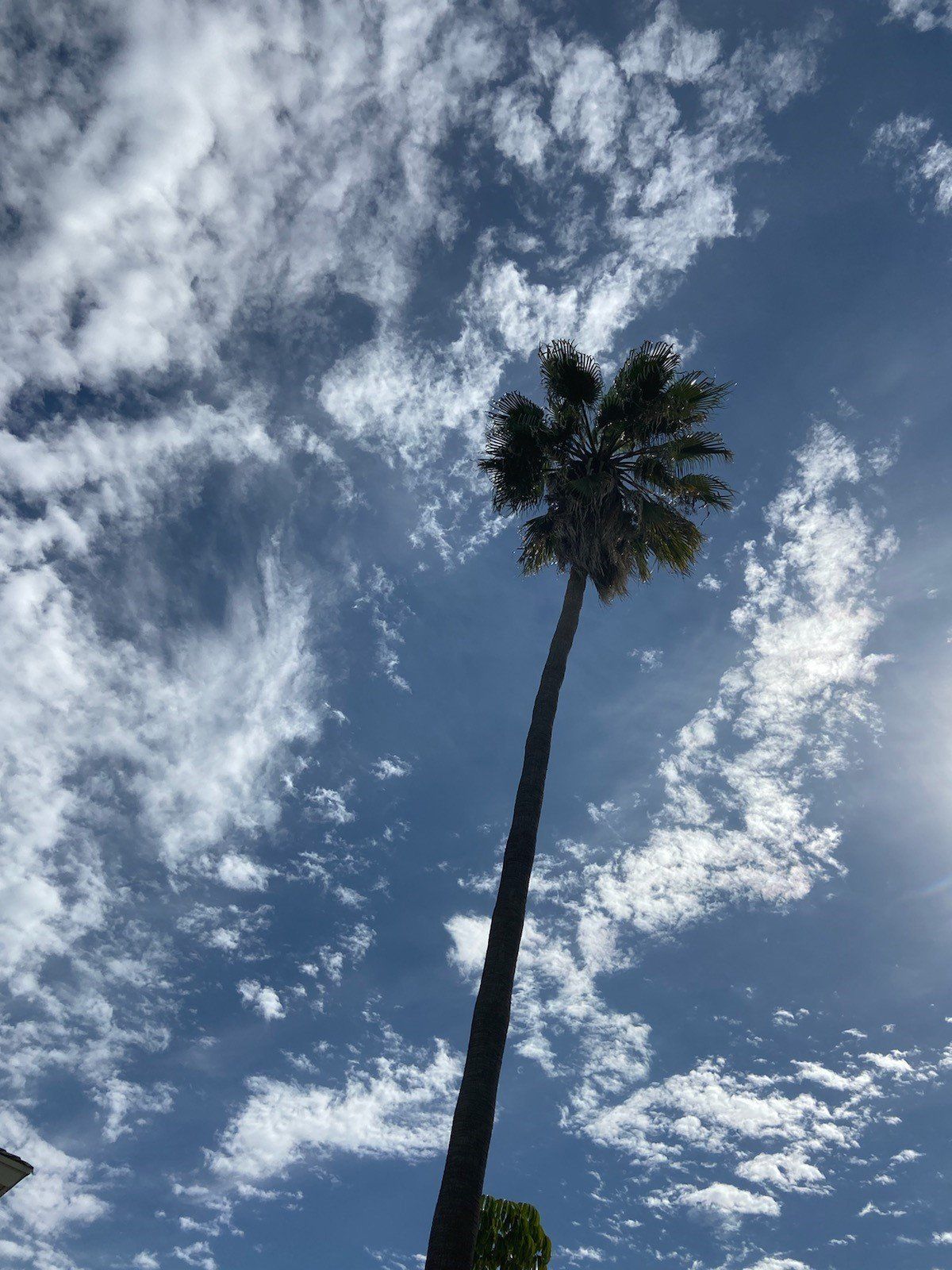 Two Palm Trees — Escondido, CA — Leonardo's Landscaping