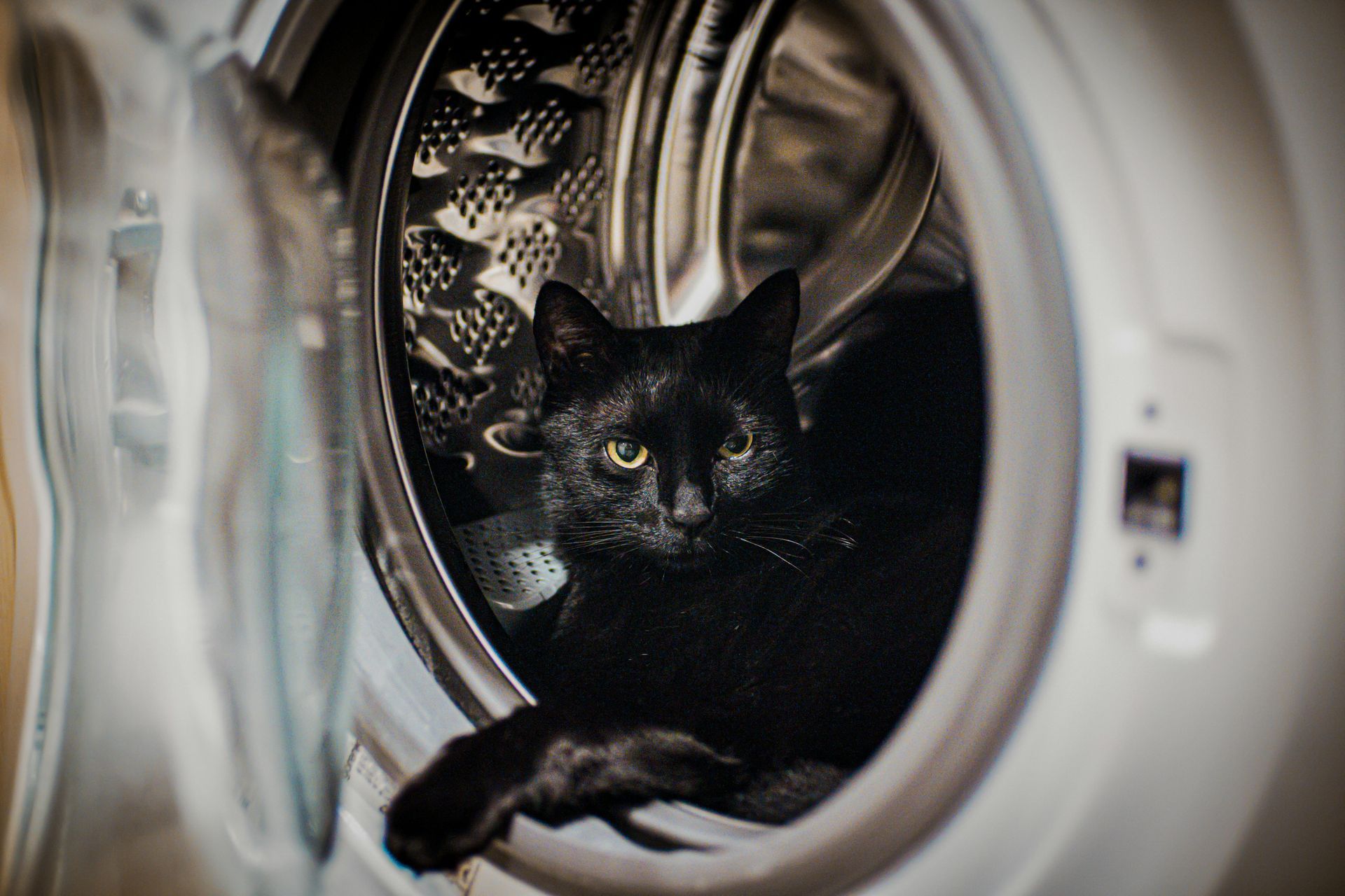 Pet Messes? No Problem!
