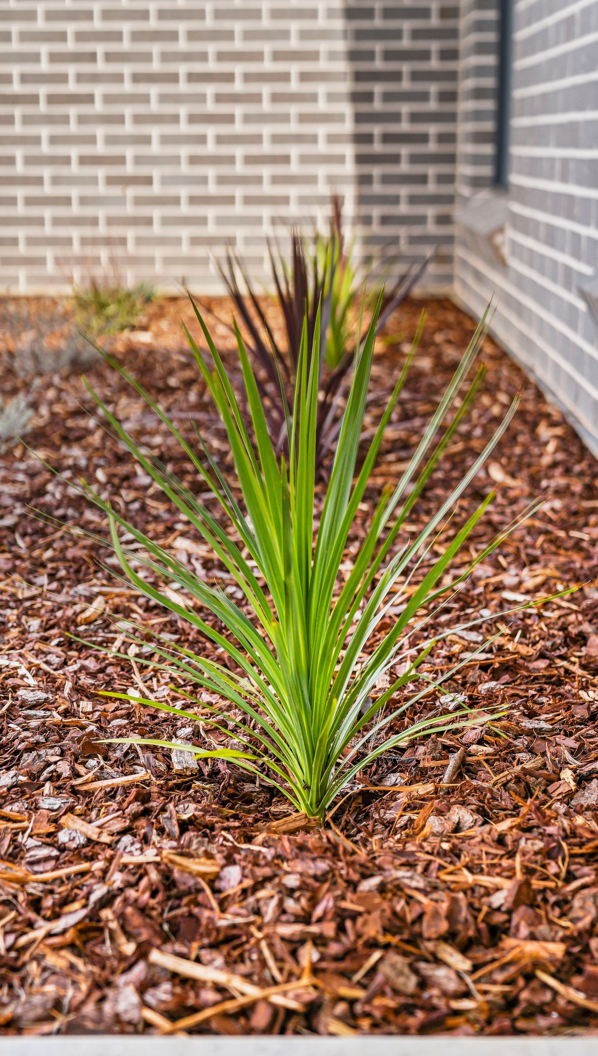 Low maintenance garden with mulch in Bathurst NSW landscape construction