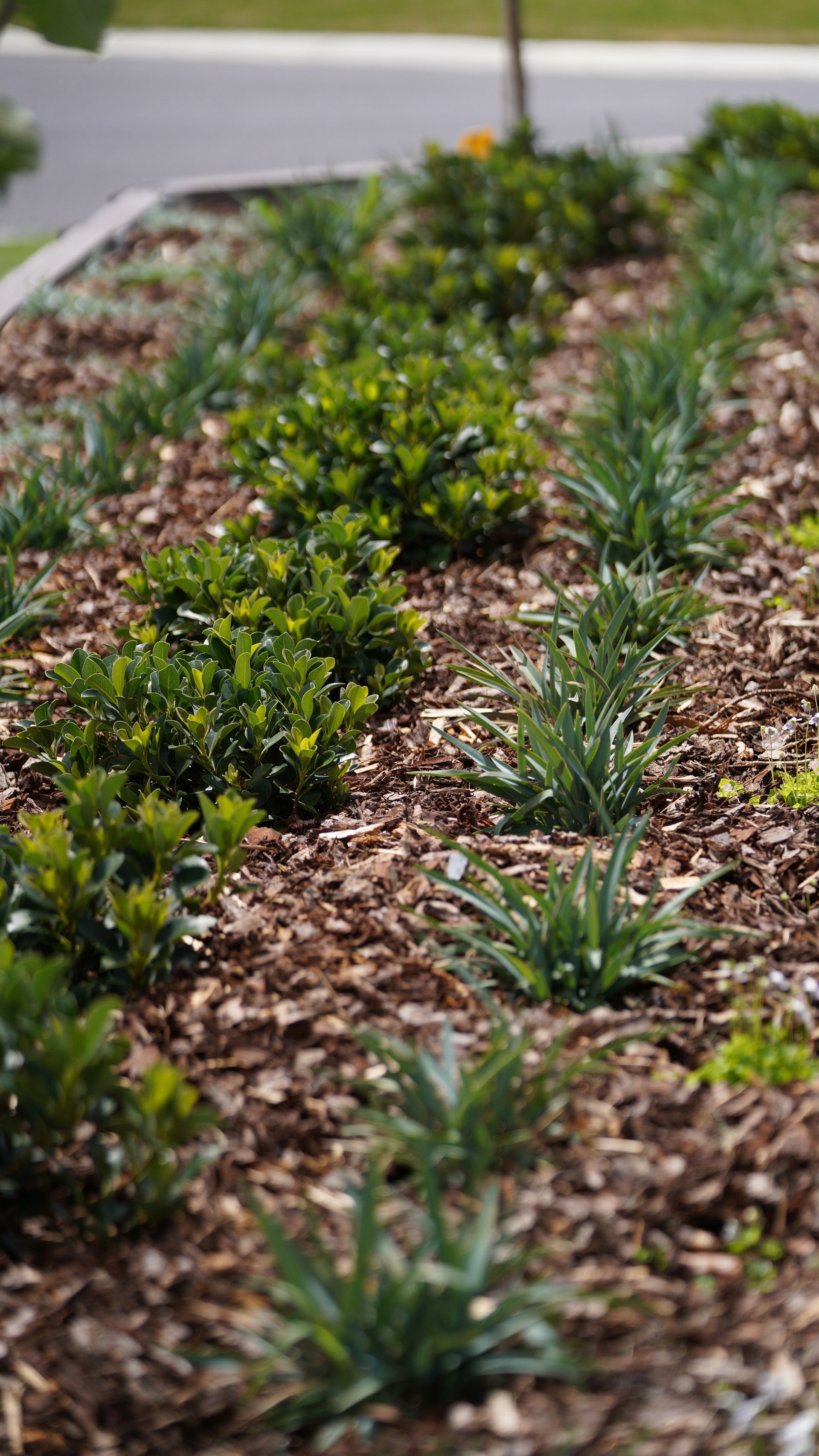 Groundcover plants, native grasses and plantings in a low maintenance modern landscape construction