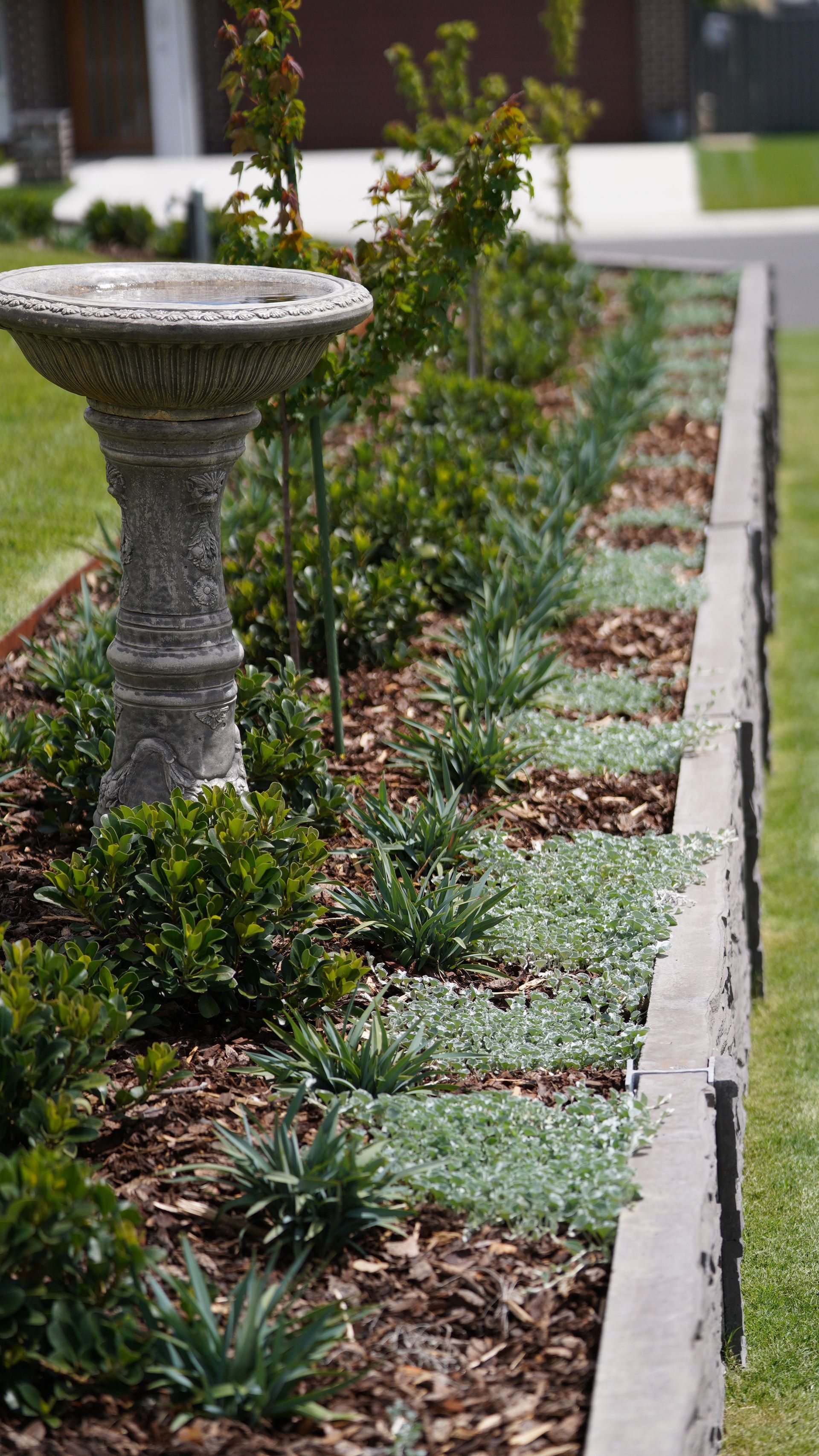 Groundcover plants, native grasses and plantings in a low maintenance modern landscape construction