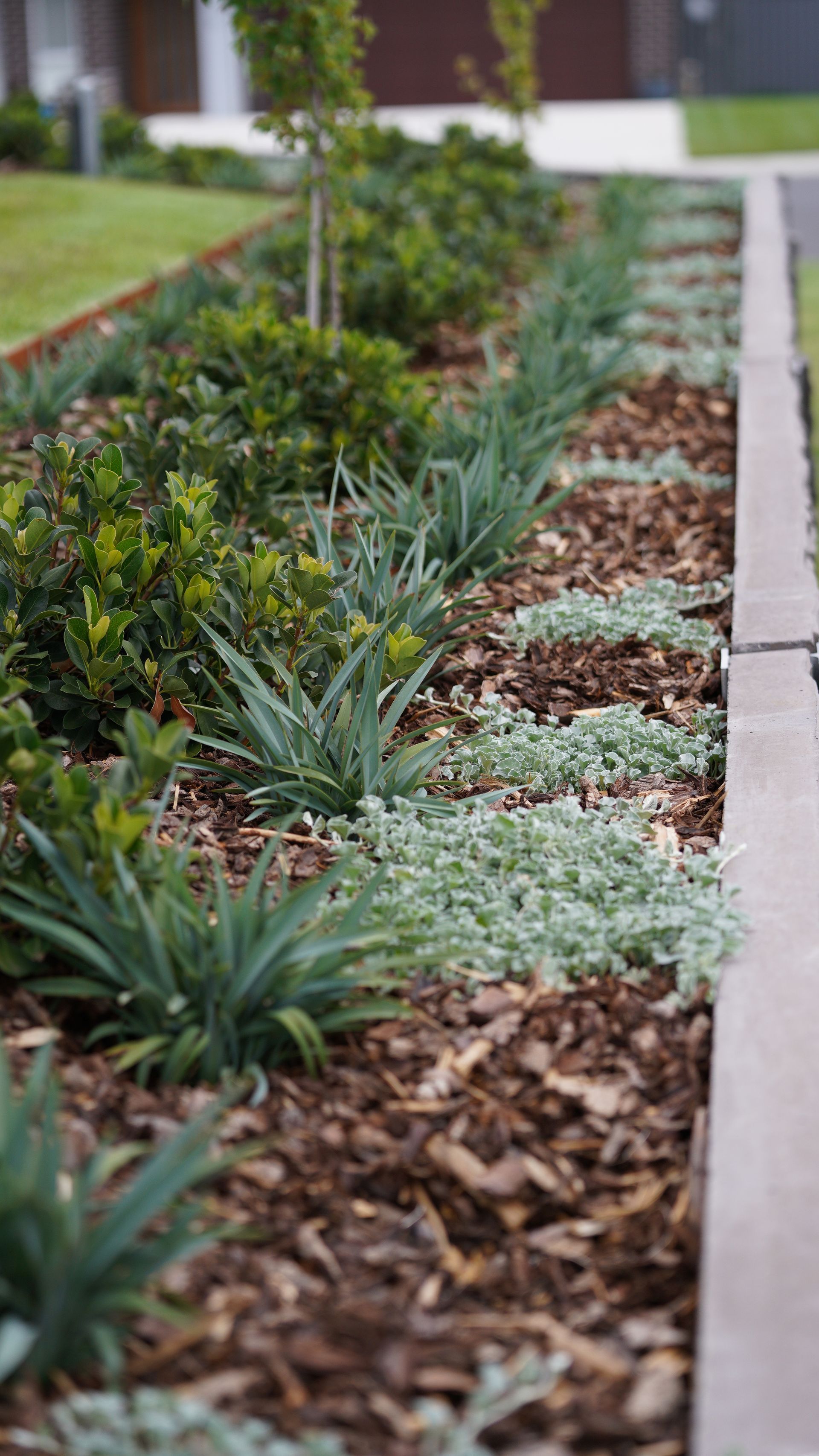 Groundcover plants, native grasses and plantings in a low maintenance modern landscape construction