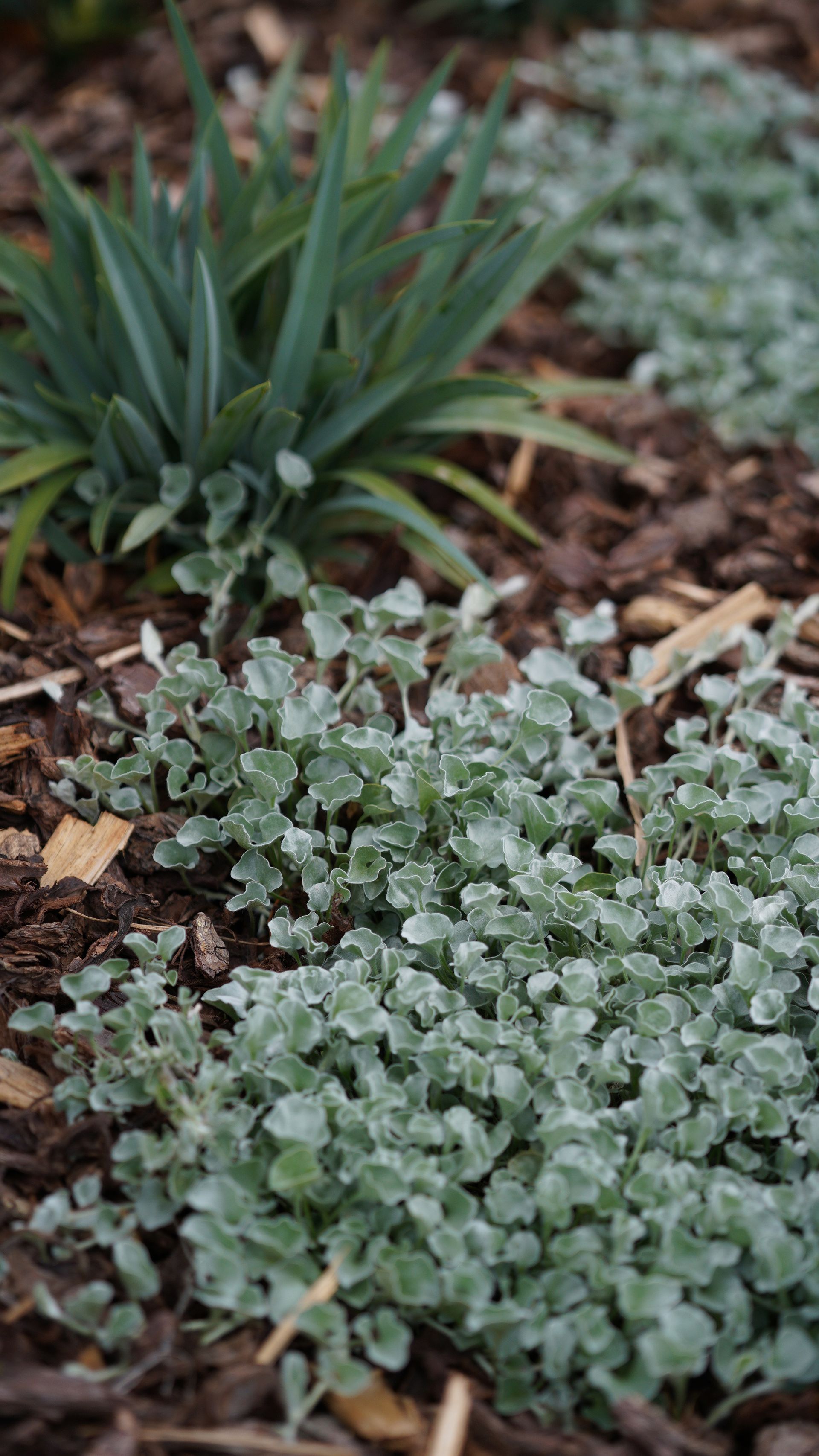 Groundcover plants & mulch in a low-maintenance native garden bed can be used in an Orange NSW landscape construction project