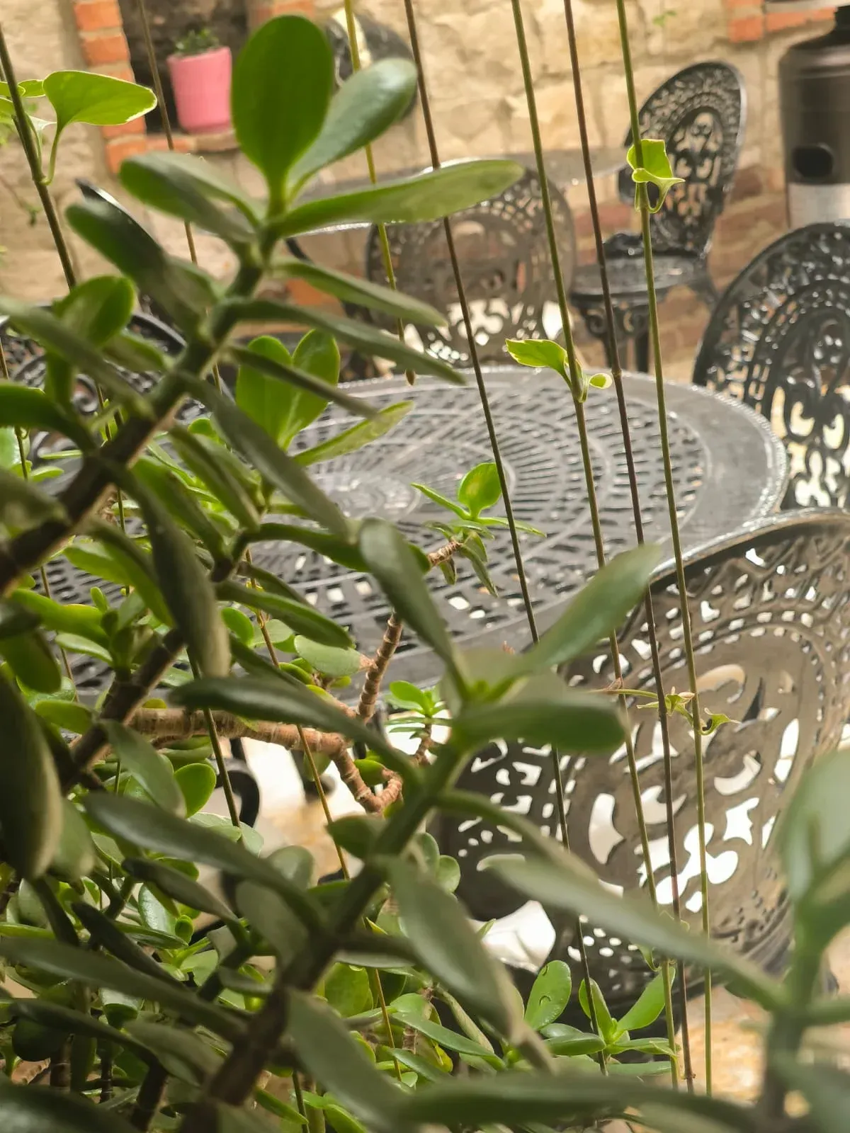 Jade plant in foreground; ornate metal patio furniture in the background.