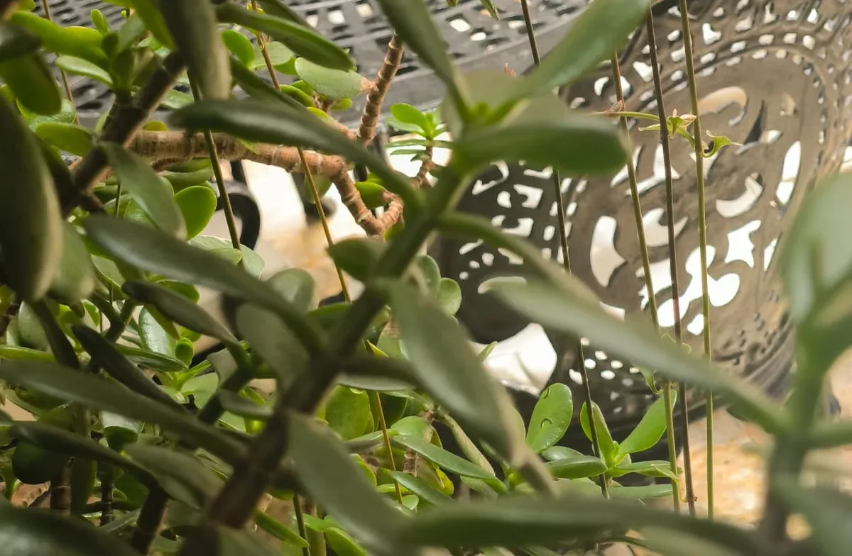 Mujer nadando en aguas turquesas claras con peces, cielo azul soleado encima.