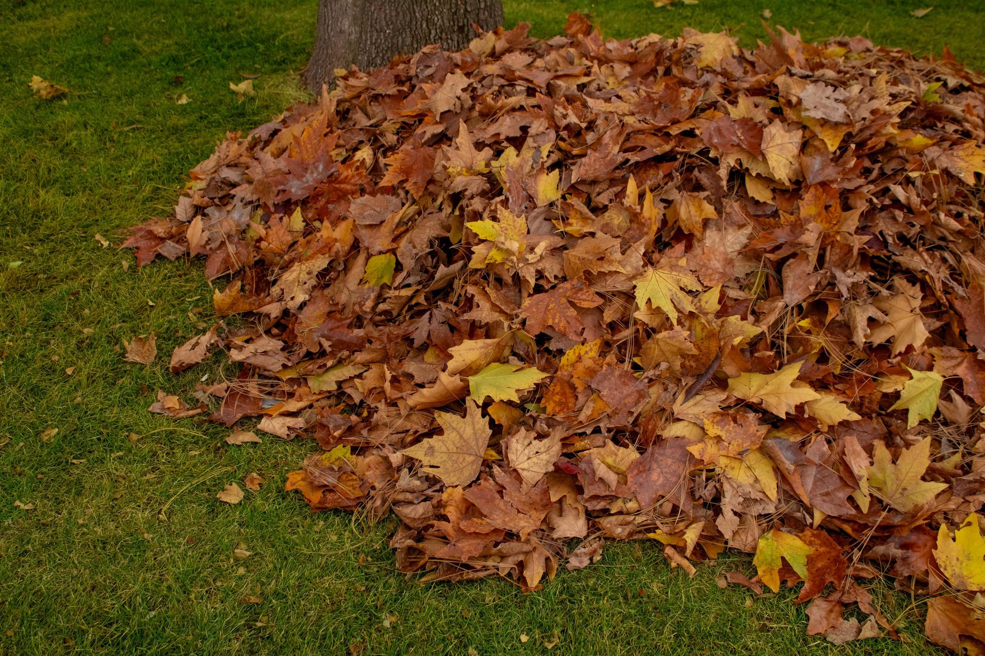 Pile of brown and yellow autumn leaves on green grass