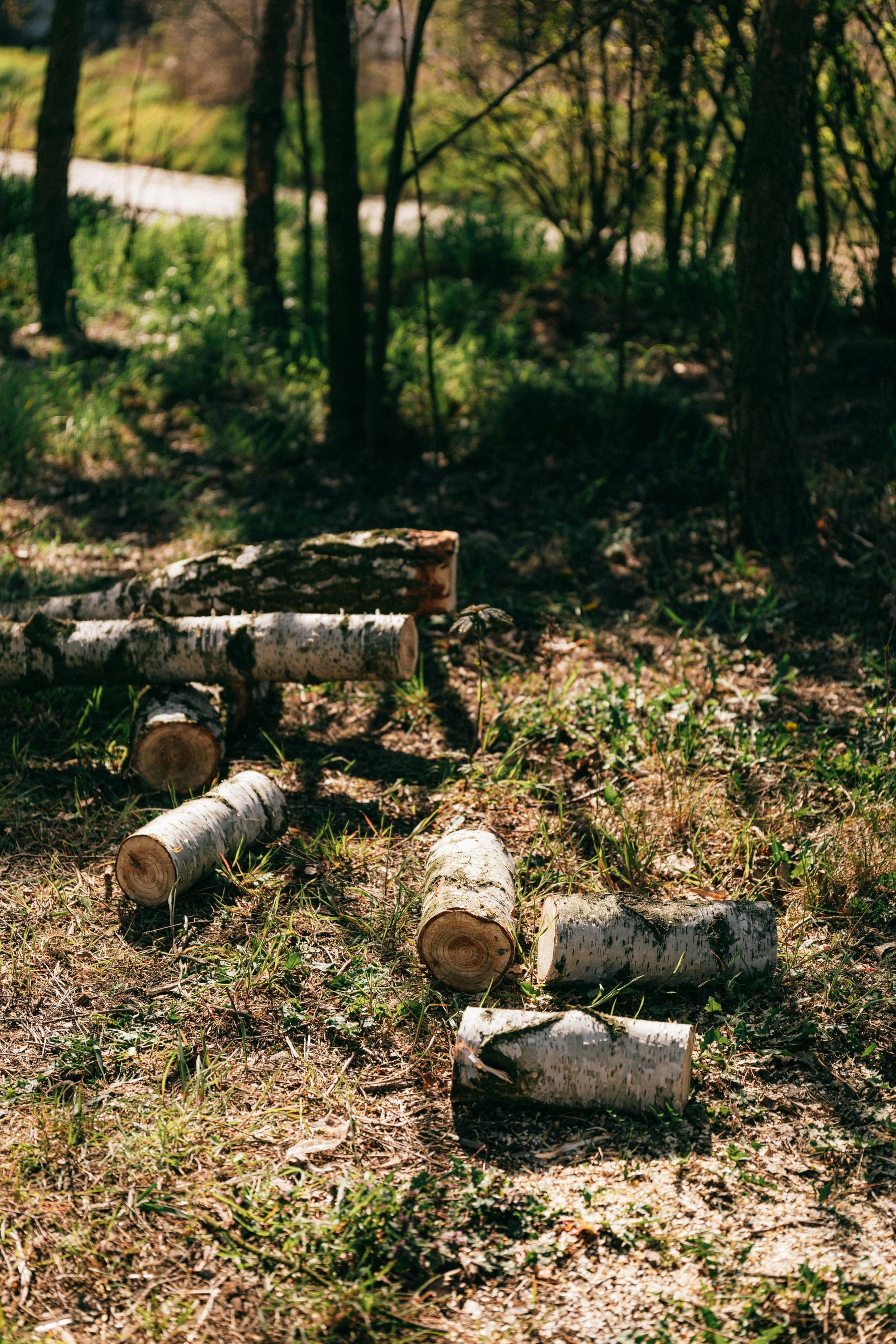 Logs of cut wood arranged on a grassy forest floor near trees.