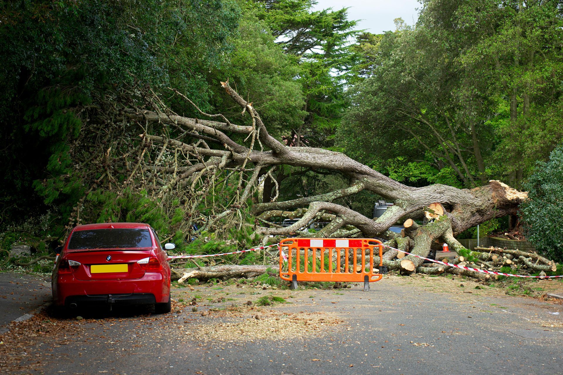 Red car parked on street blocked by fallen tree and orange barrier.