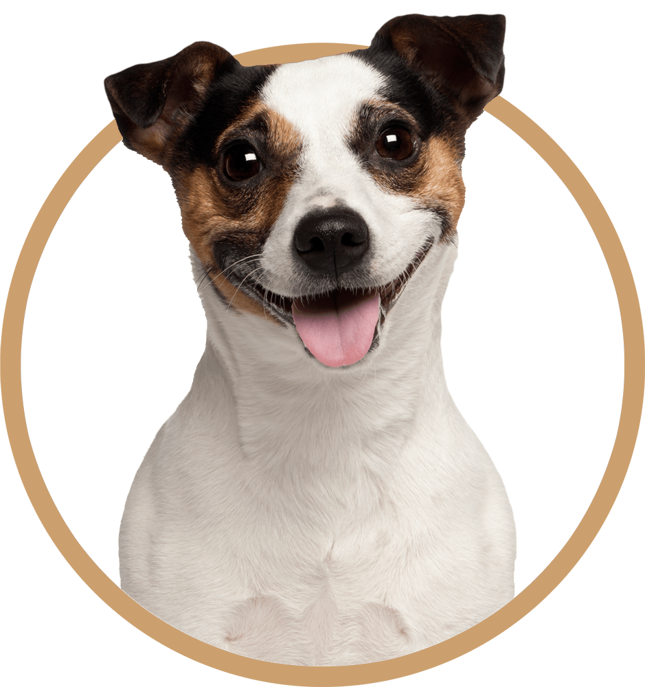 Our Veterinarians Sibley Animal Hospital