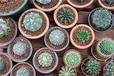 Cactus in Flower Pot - Garden Works in Baytown, TX