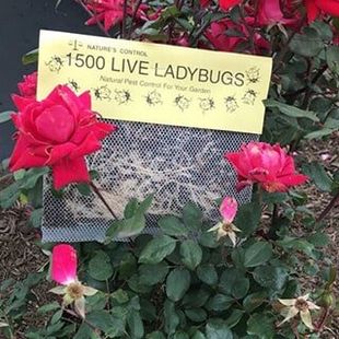 1500 Live Ladybugs - Garden Works in Baytown, TX