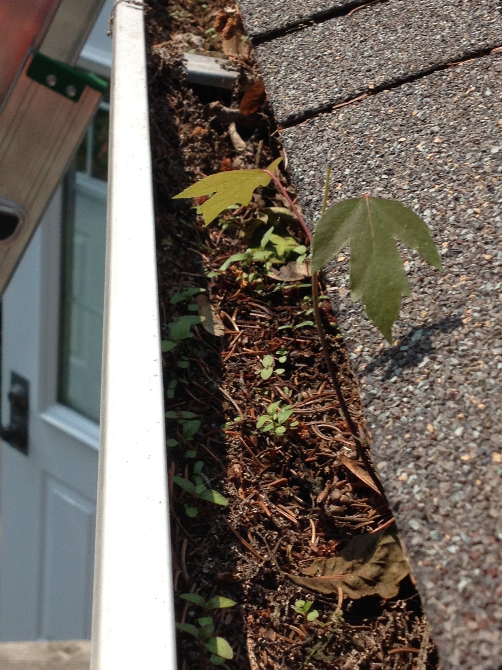 A gutter with a plant growing out of it