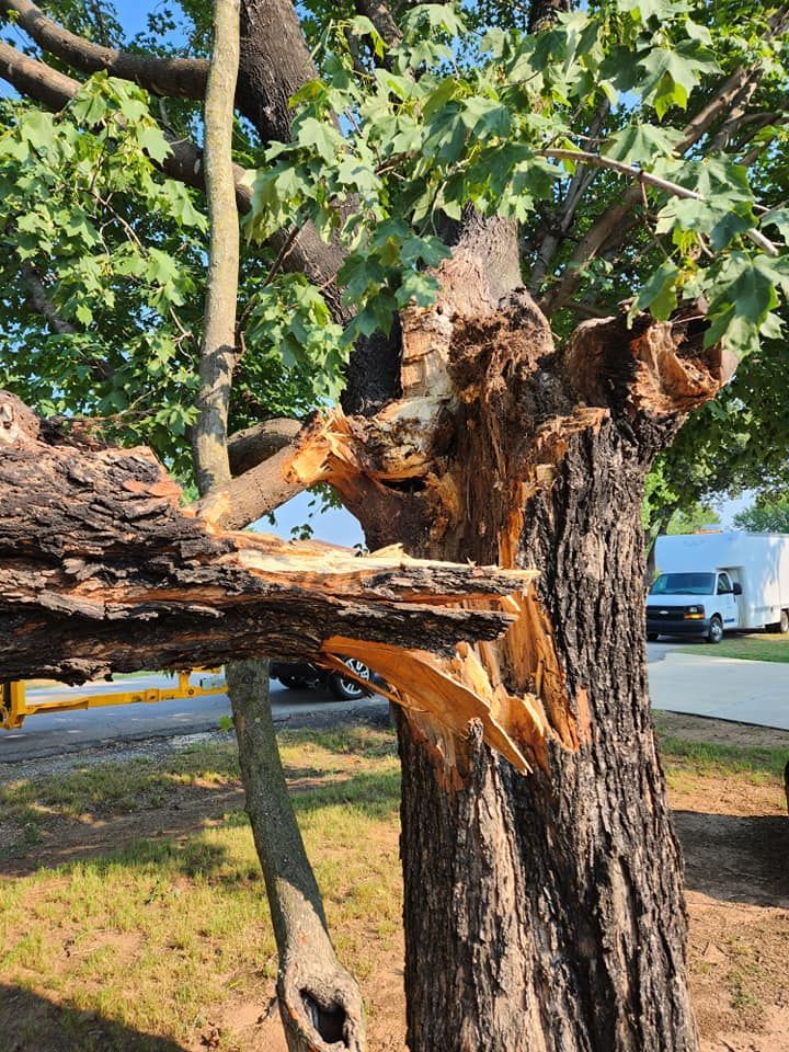 tree damage done in the river valley