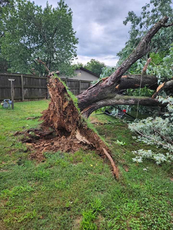 tree damage fixed by Mike Carroll Tree Service