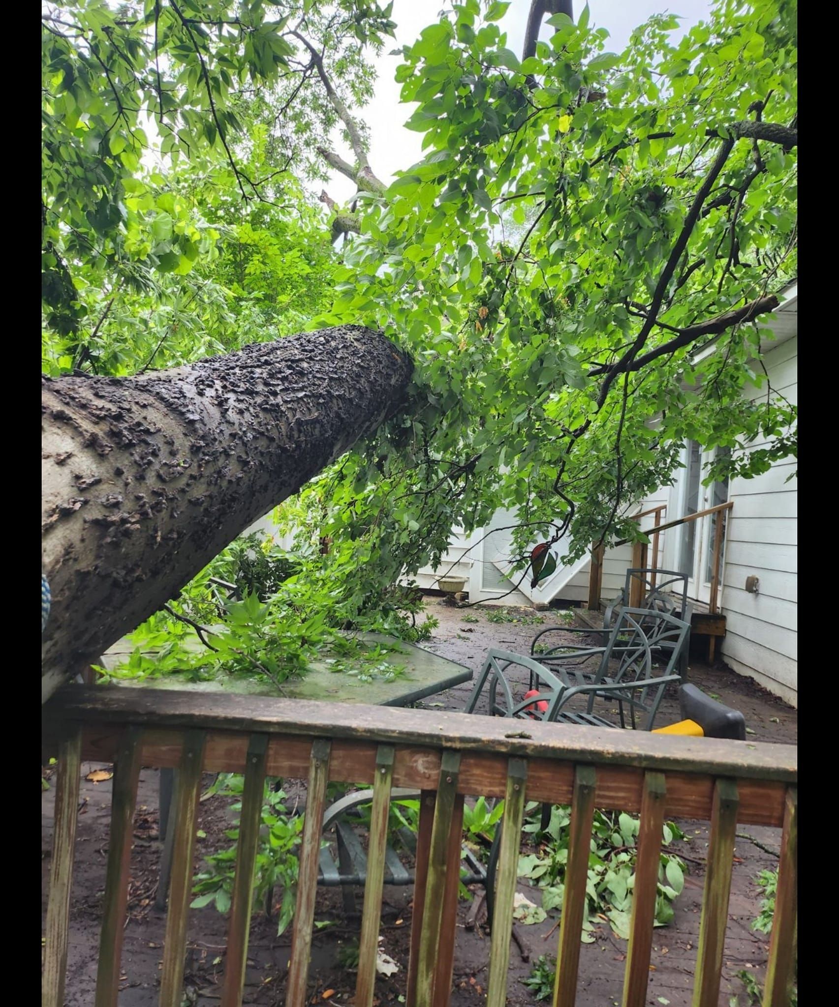 tree damage fixed by Mike Carroll Tree Service