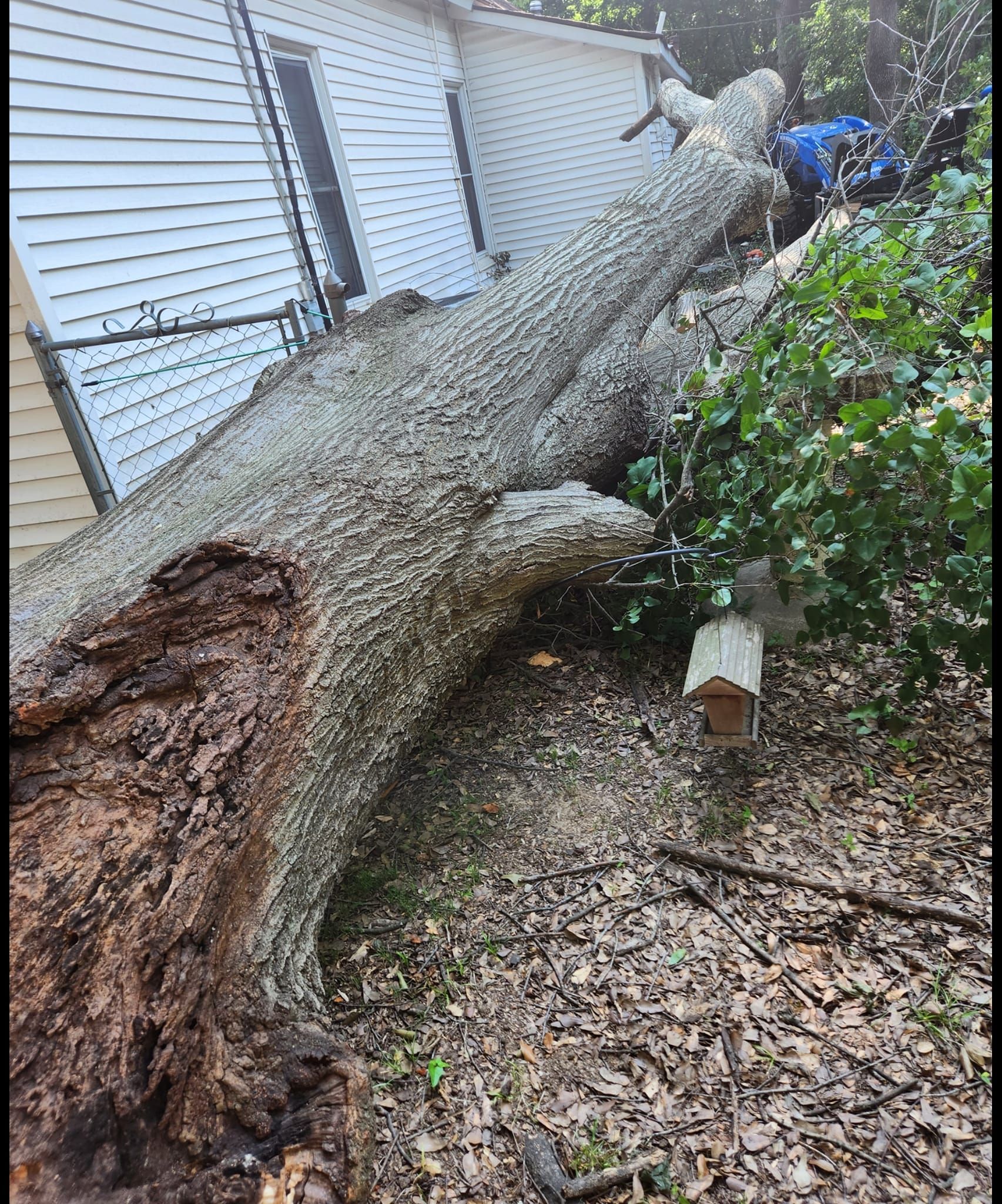 tree damage fixed by Mike Carroll Tree Service