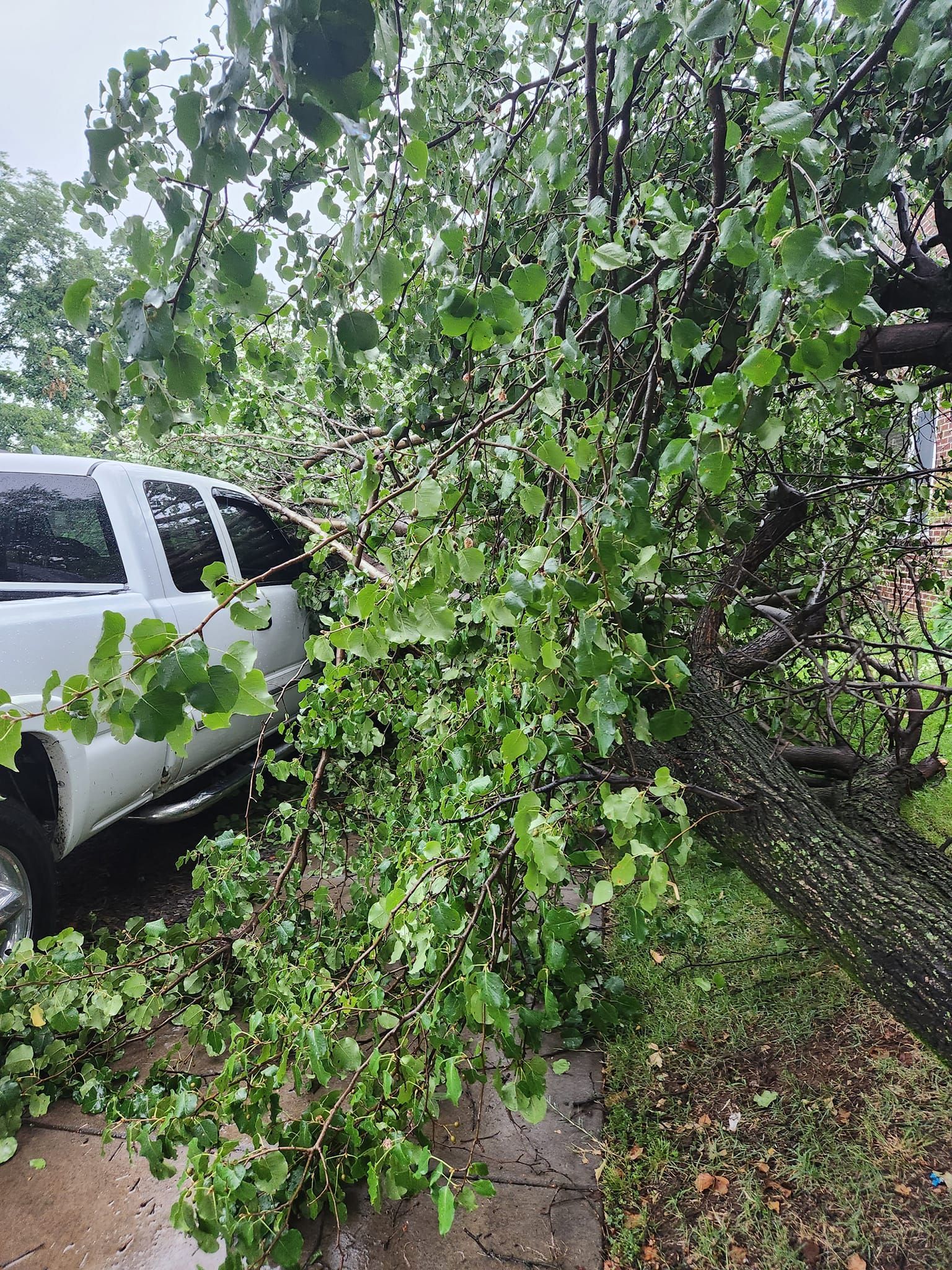tree damage fixed by Mike Carroll Tree Service