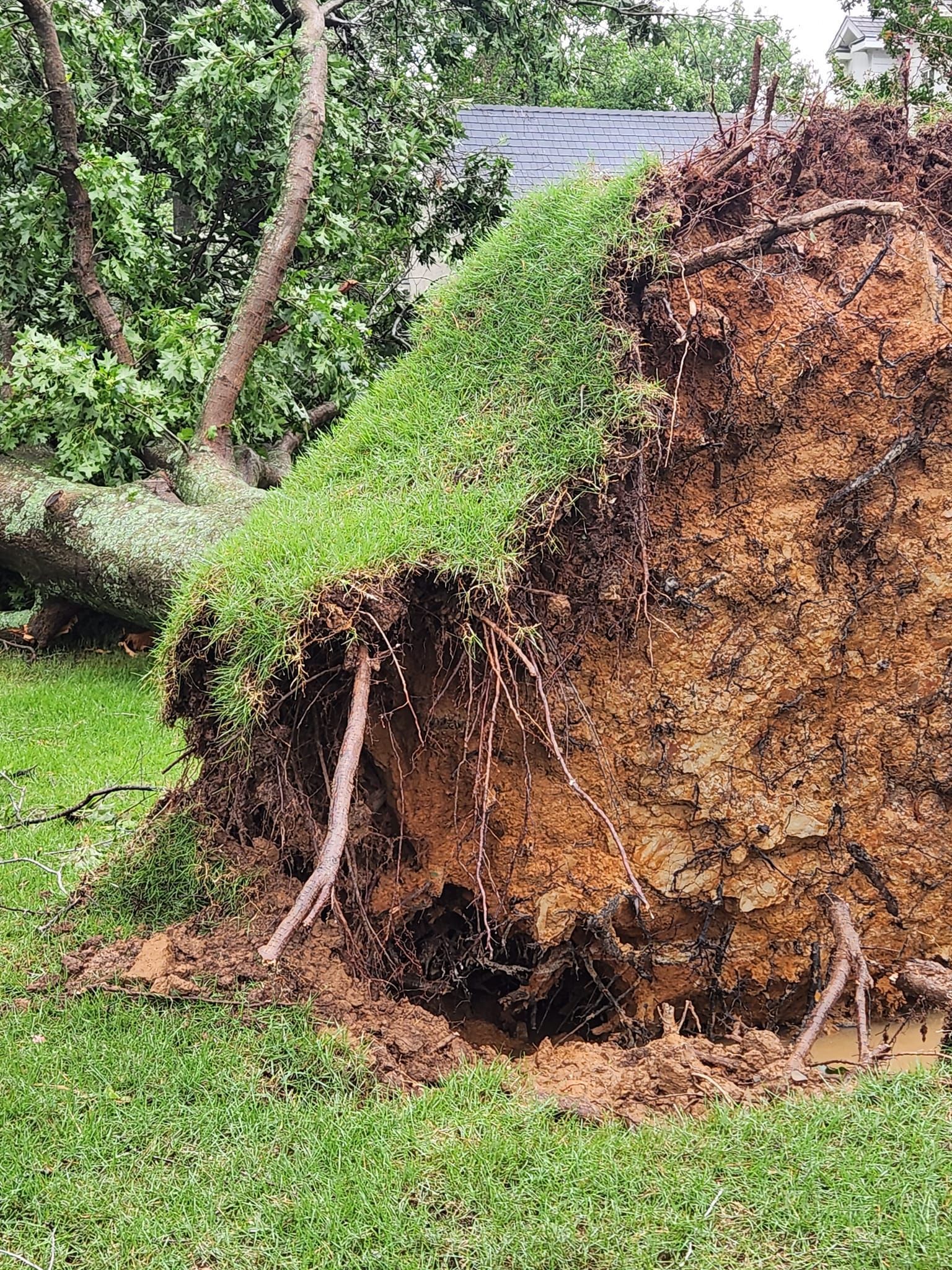tree damage done in the river valley
