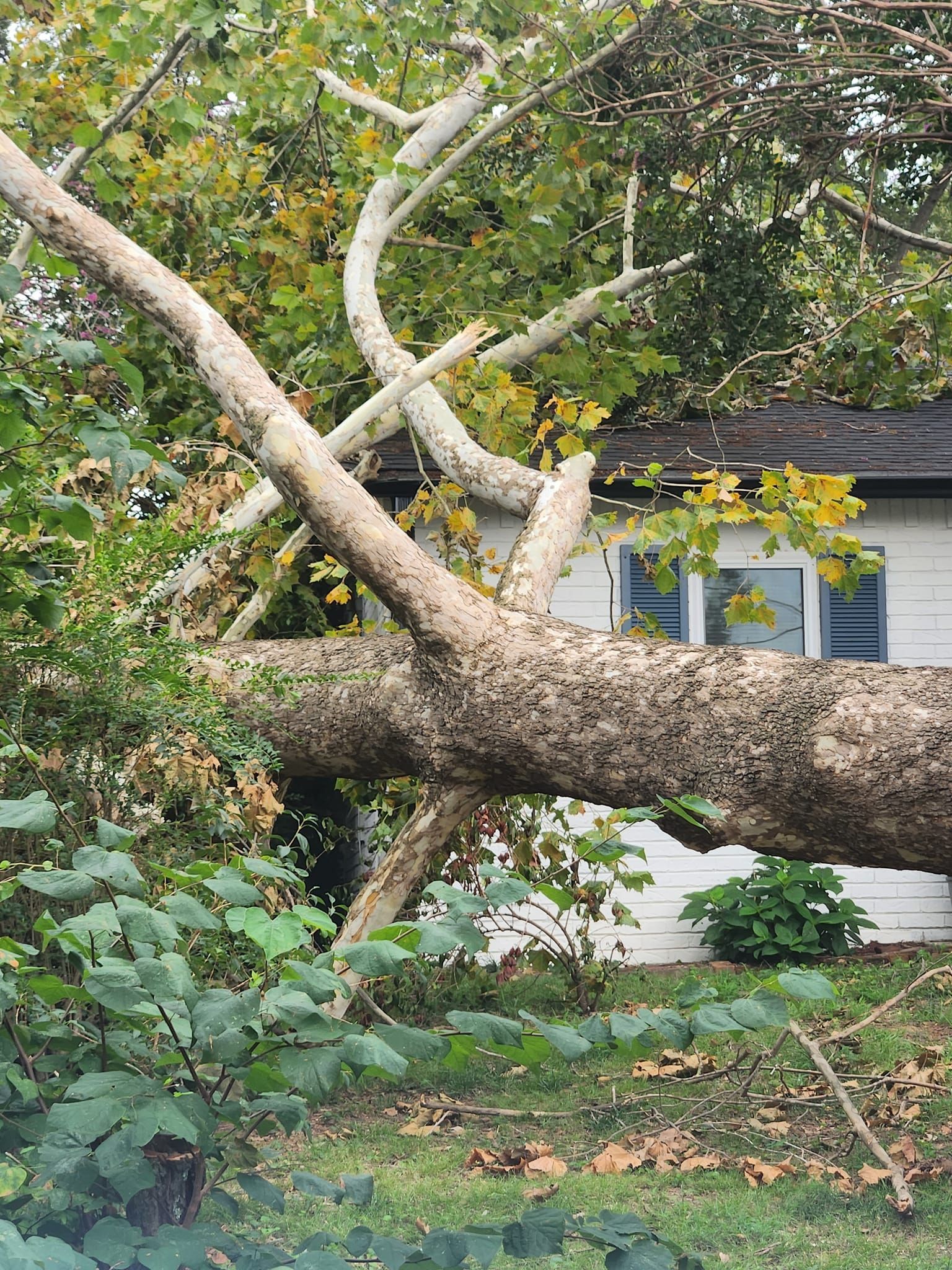 tree damage fixed by Mike Carroll Tree Service