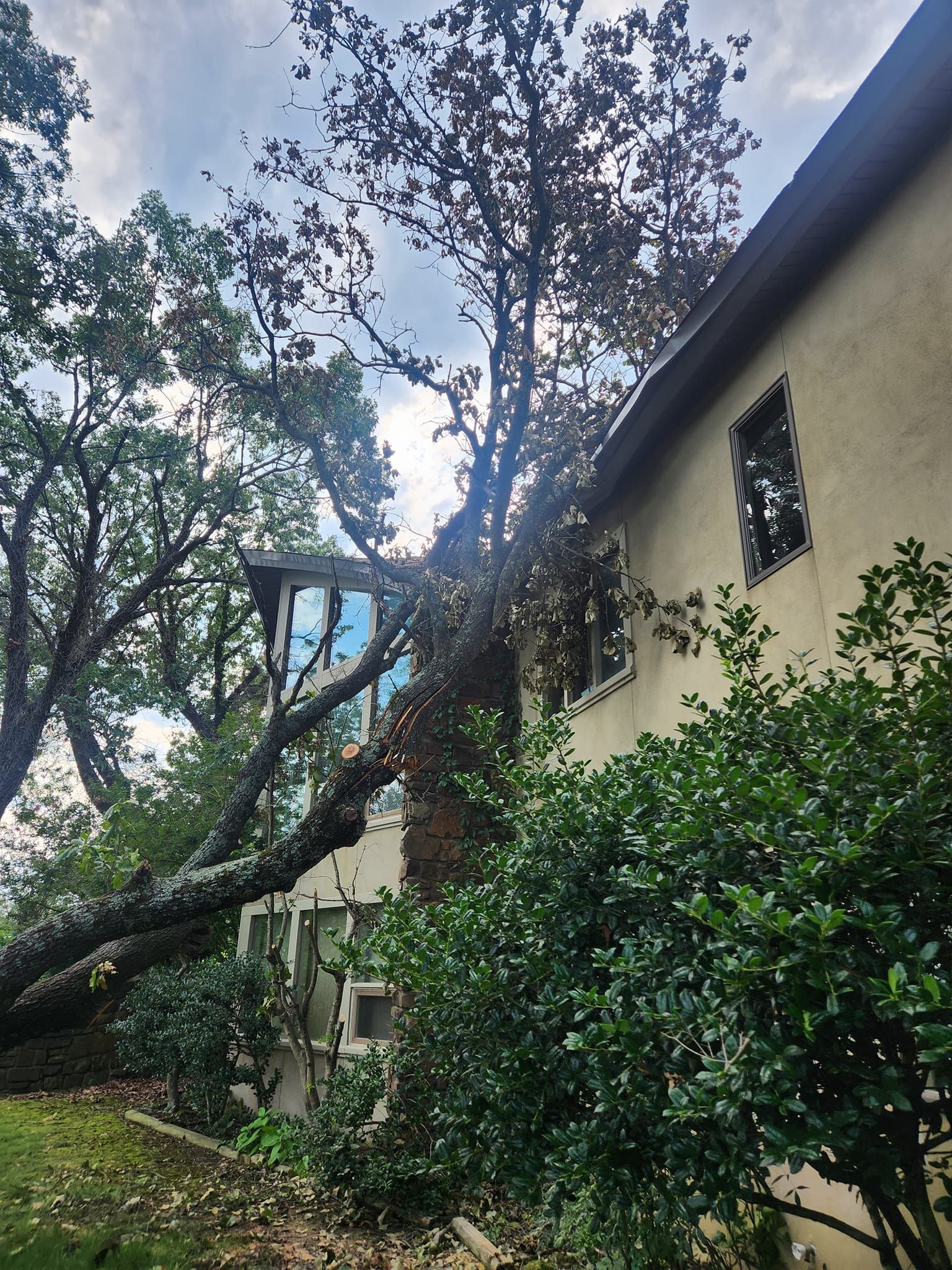 tree damage done in the river valley