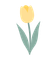 Two yellow tulips with green stems and leaves on a white background