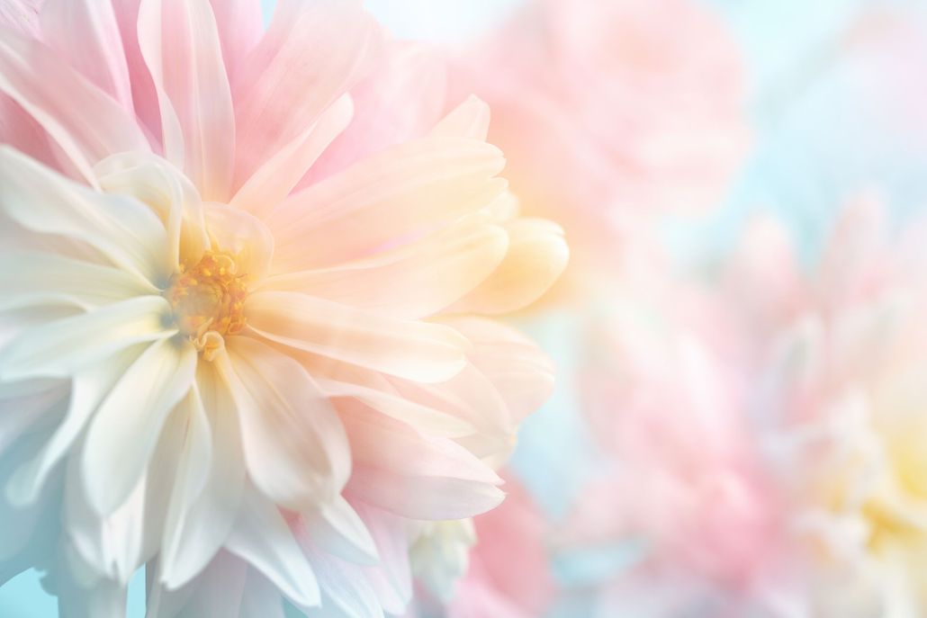 Zarte, pastellfarbene Dahlie mit weißen Blütenblättern und warmgelber Mitte vor einem verschwommenen rosa-blauen Hintergrund