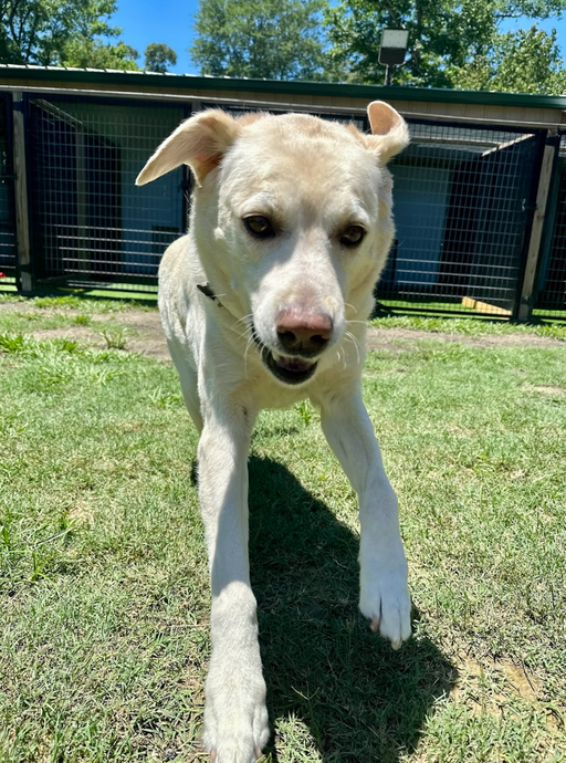 A white dog is standing in the grass and looking at the camera.